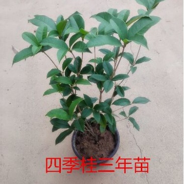 桂花苗桂花盆栽嫁接四季有货