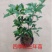 桂花苗桂花盆栽嫁接四季有货