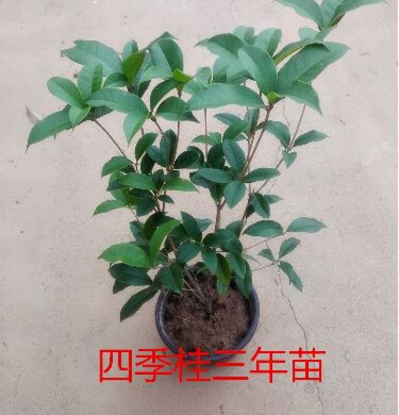 桂花苗桂花盆栽嫁接四季有货
