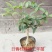桂花苗桂花盆栽嫁接四季有货