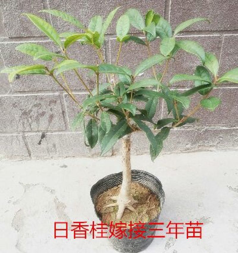 桂花苗桂花盆栽嫁接四季有货