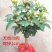 桂花苗桂花盆栽嫁接四季有货