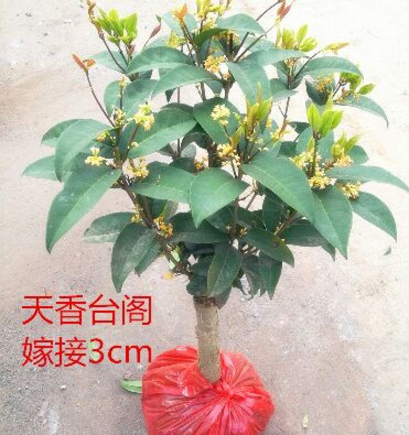 桂花苗桂花盆栽嫁接四季有货
