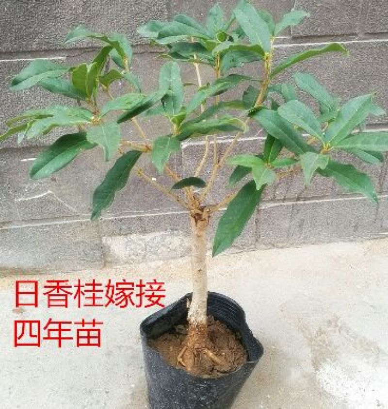 桂花苗桂花盆栽嫁接四季有货