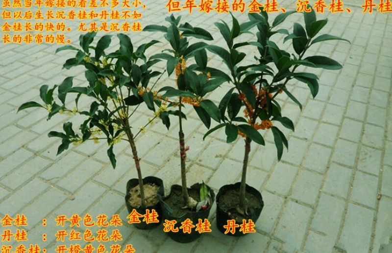 桂花苗桂花盆栽嫁接四季有货