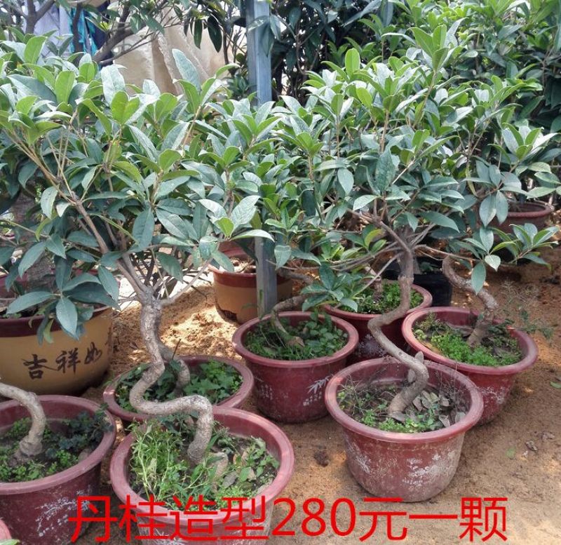 桂花苗桂花盆栽嫁接四季有货