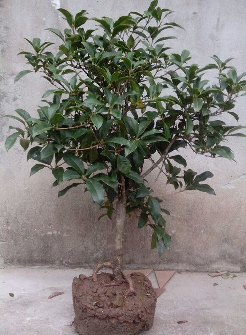 桂花苗桂花盆栽嫁接四季有货