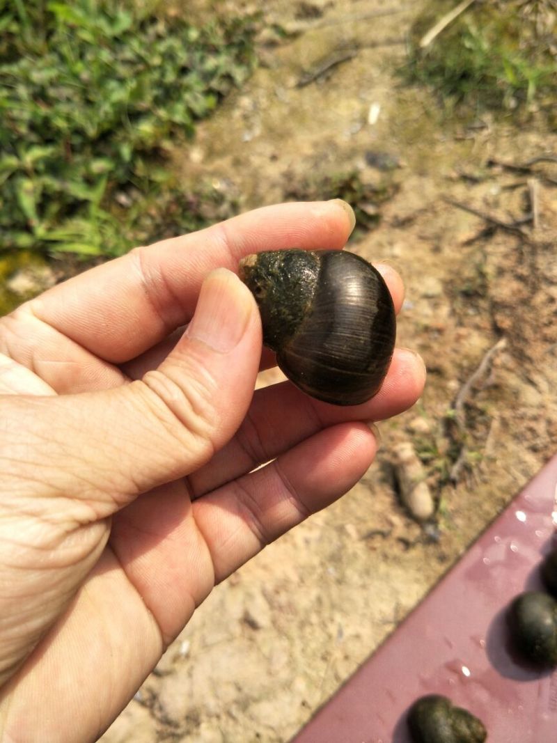 田螺食用鲜活