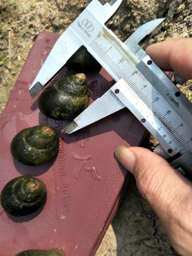 田螺食用鲜活