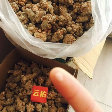 土三七