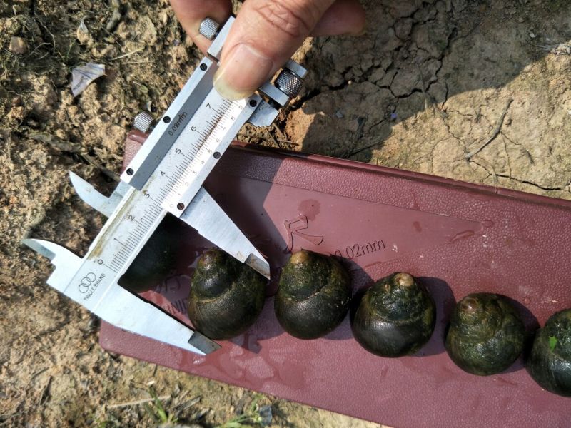 田螺食用鲜活