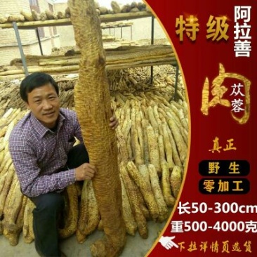 药用肉苁蓉1.5米左右下拉选货