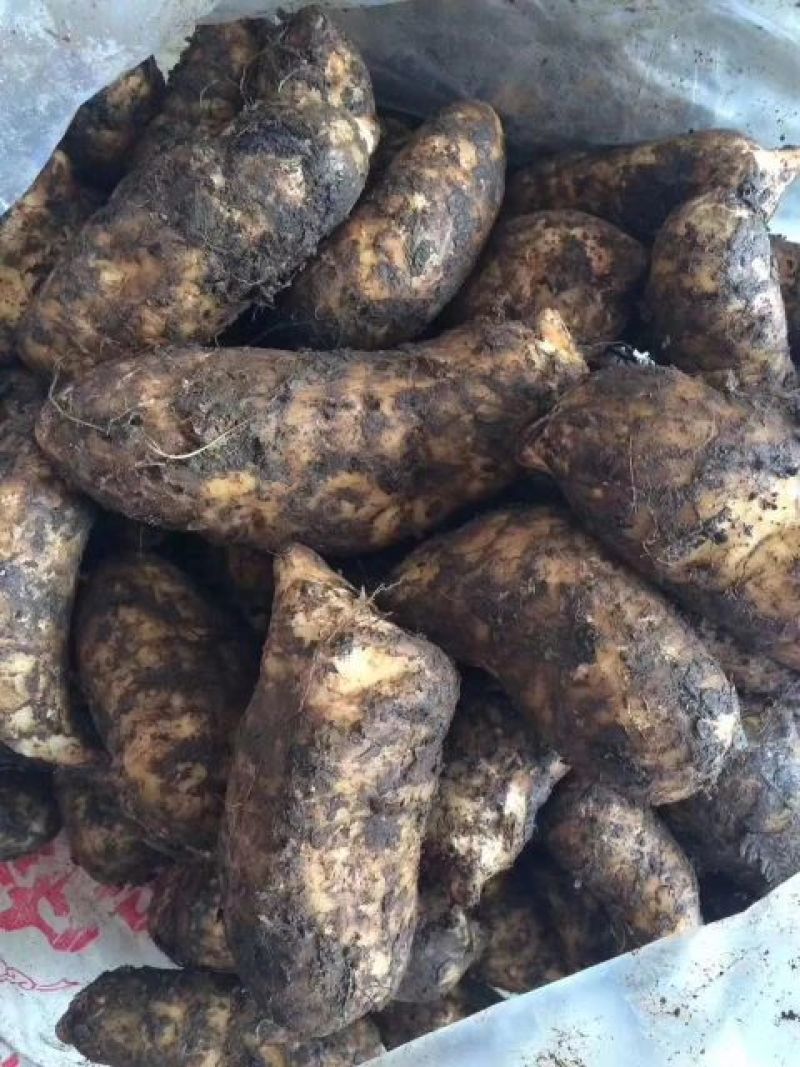 天麻一级