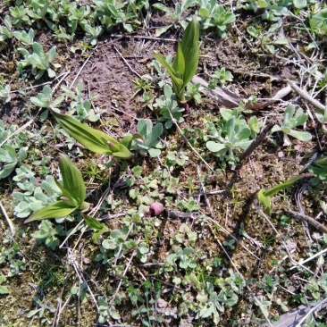 白芨鲜货通货