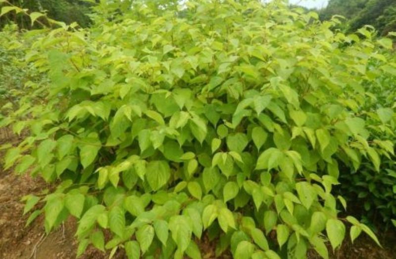 拐枣树苗30~50cm