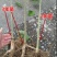 拐枣树苗30~50cm