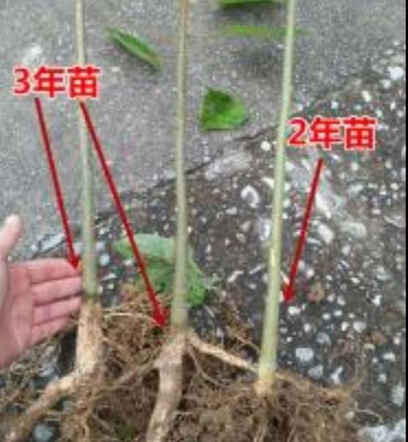 拐枣树苗30~50cm