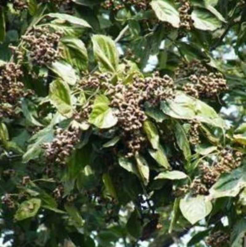 拐枣树苗30~50cm