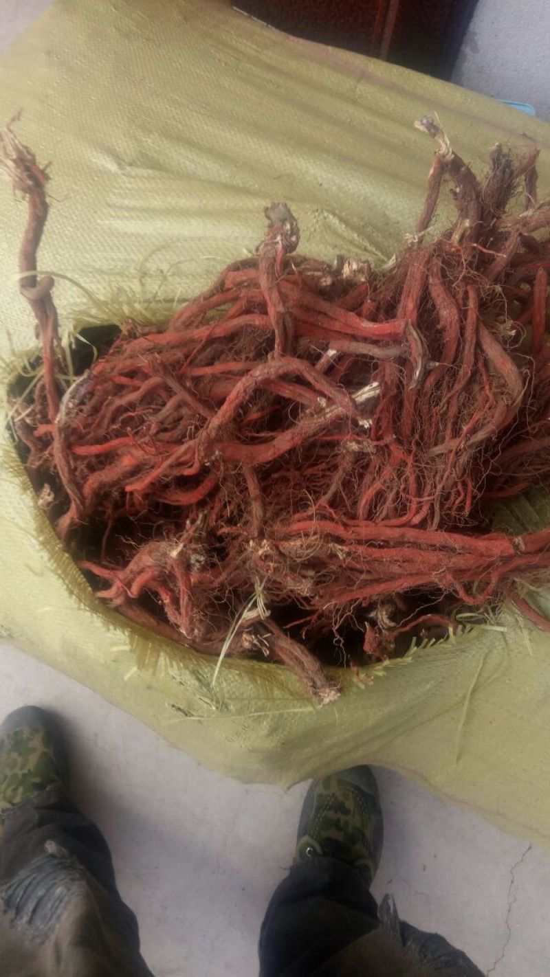 丹参一级，沂蒙山山区里的特产，批发零售产地直发