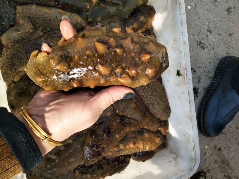 海参食用即食