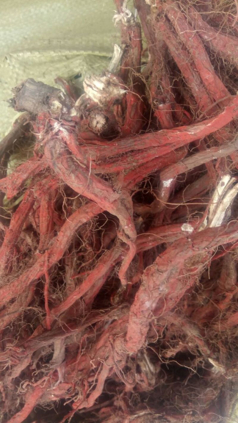 丹参一级，沂蒙山山区里的特产，批发零售产地直发