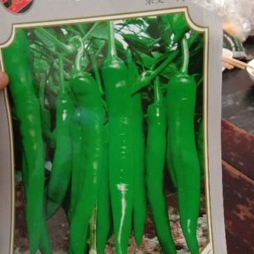 毛豆种子