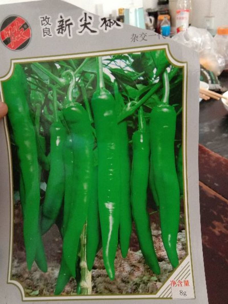 毛豆种子