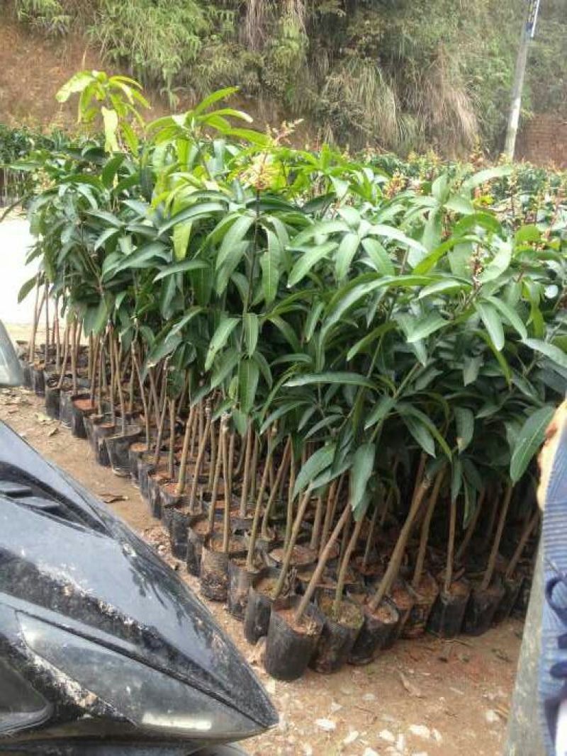 芒果苗1m以下