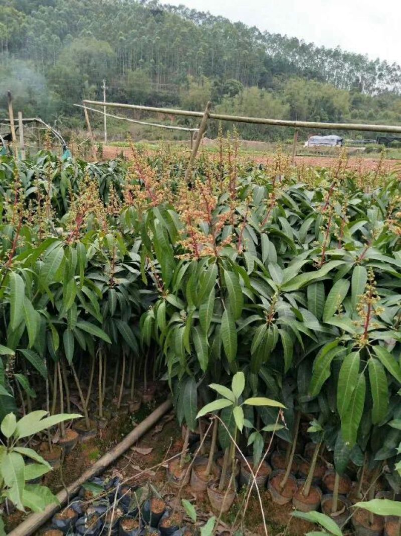 芒果苗1m以下