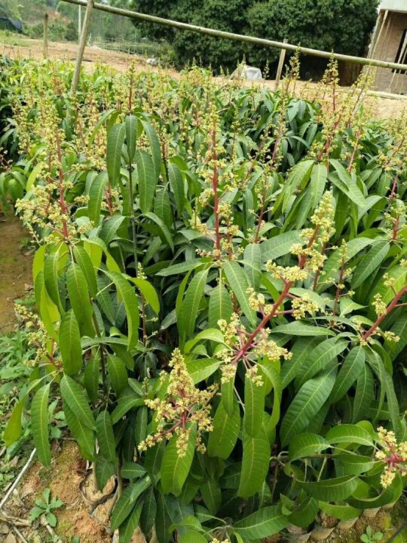 芒果苗1m以下