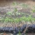 芒果苗1m以下