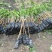 芒果苗1m以下