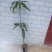 芒果苗1m以下
