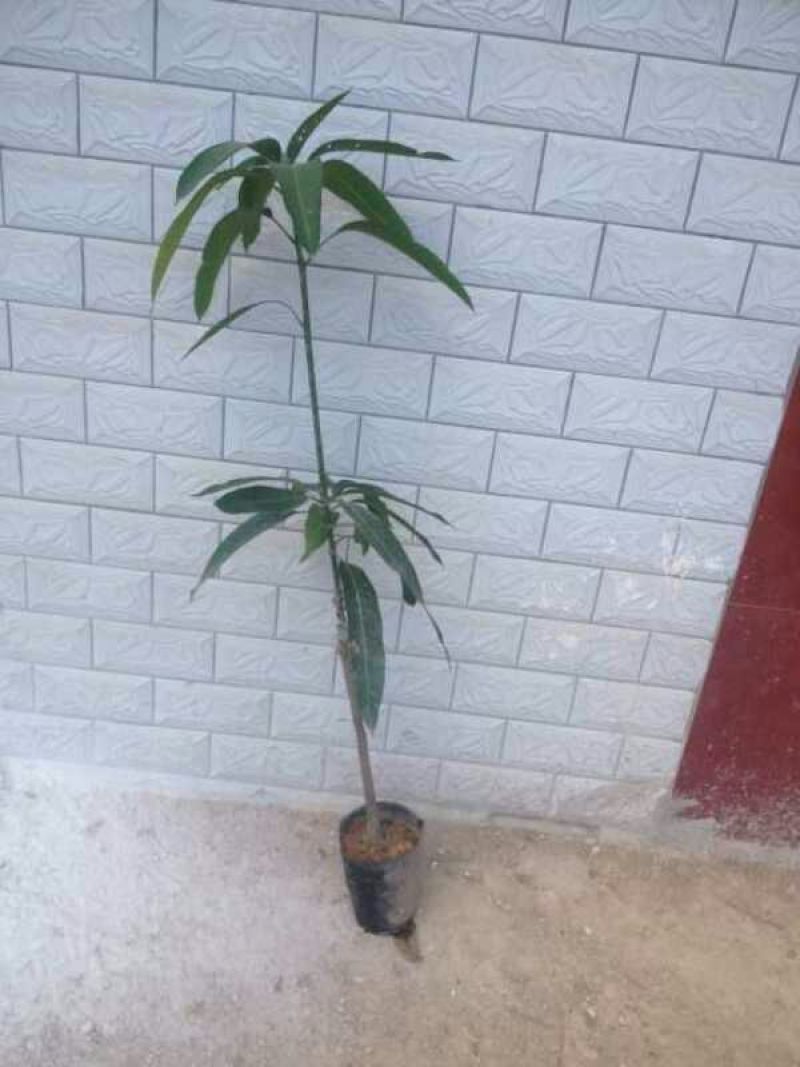 芒果苗1m以下
