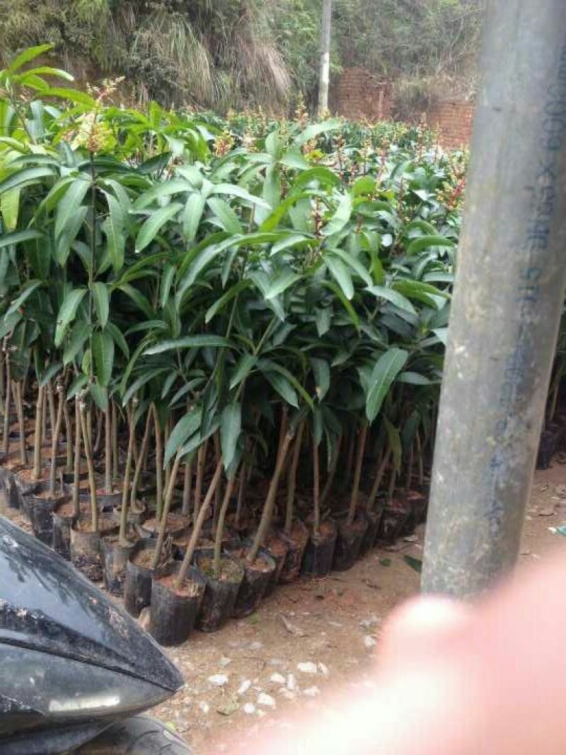 芒果苗1m以下