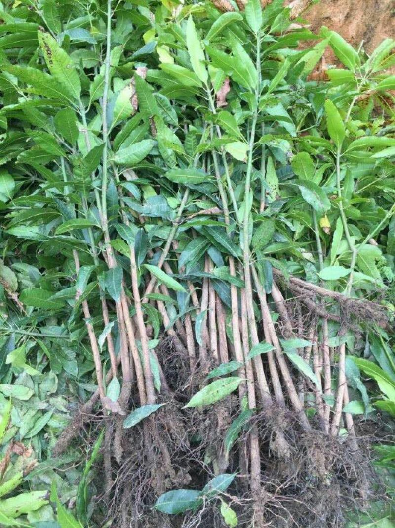 芒果苗1m以下