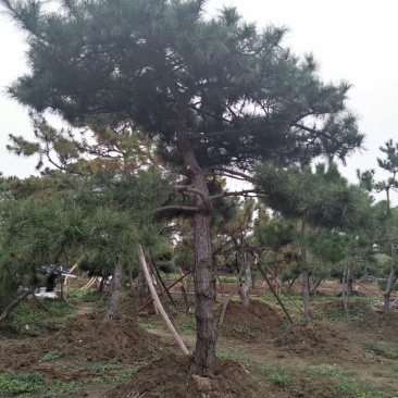 造型松8公分