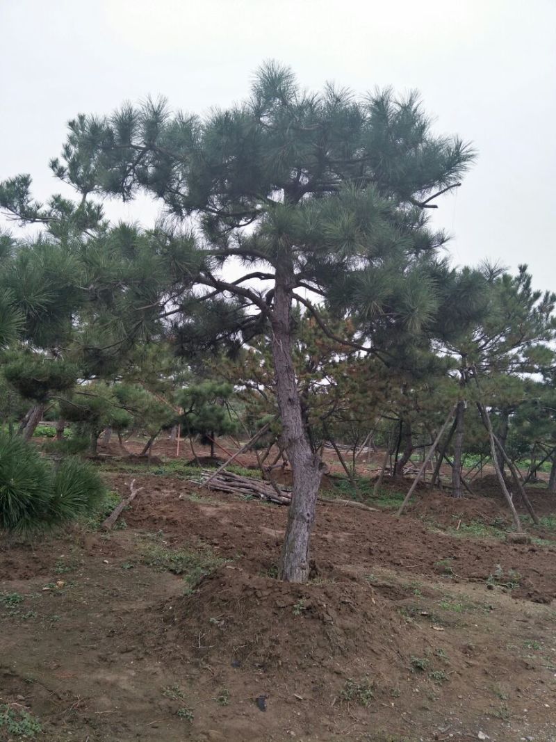 造型松8公分