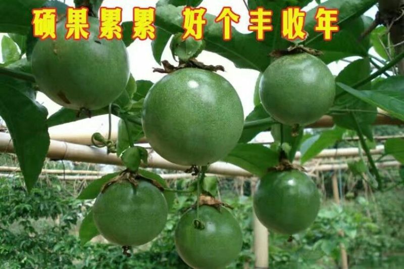 百香果苗10~20cm