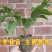 百香果苗10~20cm