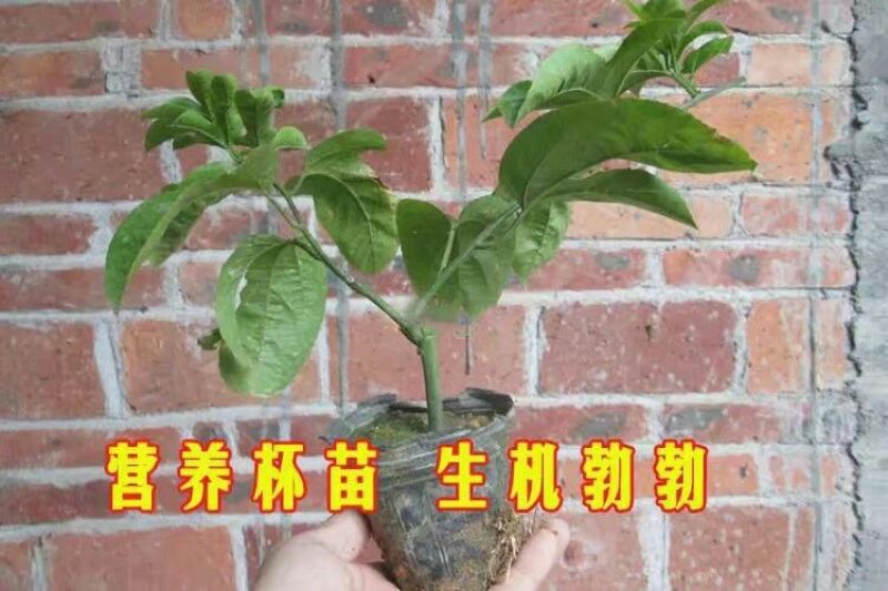 百香果苗10~20cm