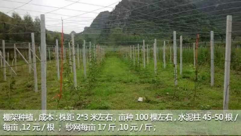 百香果苗10~20cm