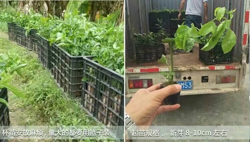 百香果苗10~20cm