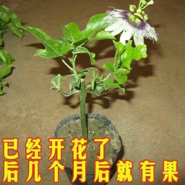 百香果苗10~20cm