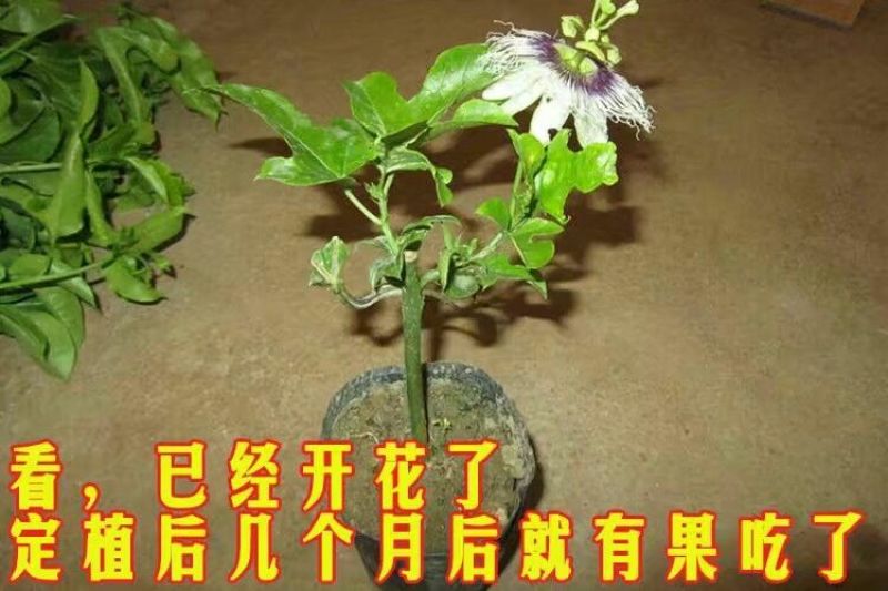 百香果苗10~20cm