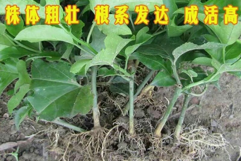 百香果苗10~20cm