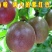 百香果苗10~20cm