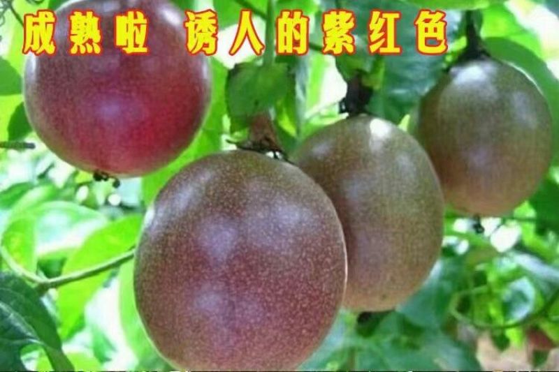 百香果苗10~20cm