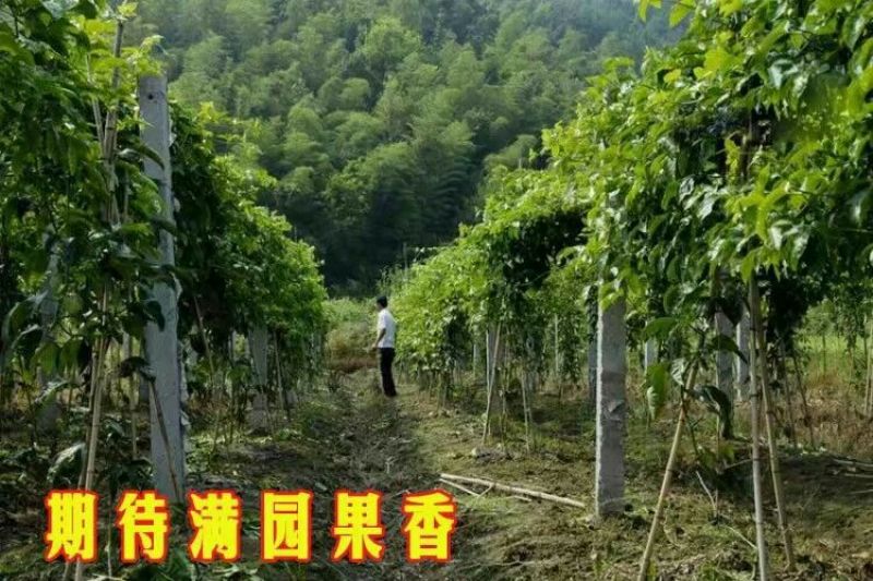 百香果苗10~20cm
