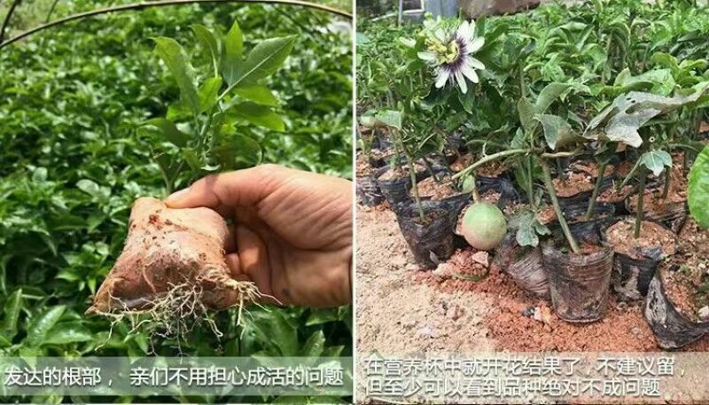 百香果苗10~20cm